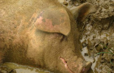 Peste 13.000 de porci morti, in principalul rau din Shanghai