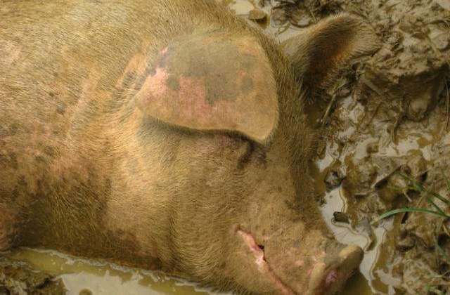 Peste 13.000 de porci morti, in principalul rau din Shanghai