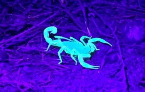  Top  FOTO 15 animale neobișnuite care par desprinse din filmele Sci-Fi