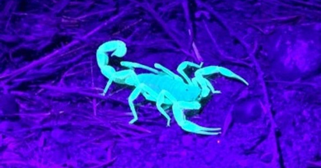  Top  FOTO 15 animale neobișnuite care par desprinse din filmele Sci-Fi