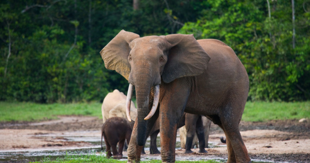 Condamnat la 30 de ani de muncă silnică pentru trafic cu fildeș