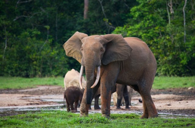 Braconier acuzat că a ucis peste 500 de elefanți, condamnat la 30 de ani de muncă silnică