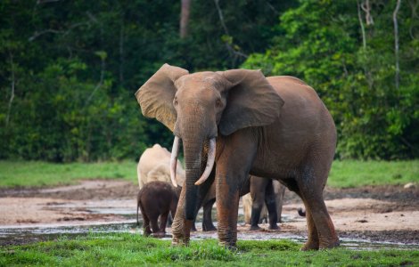 Braconier acuzat că a ucis peste 500 de elefanți, condamnat la 30 de ani de muncă silnică