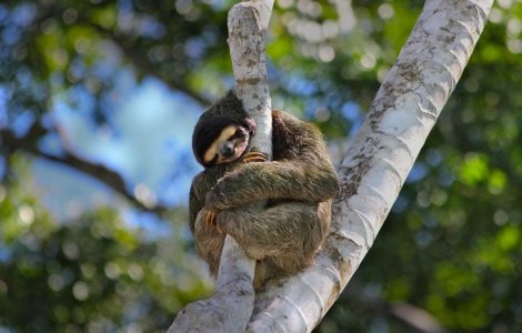  Top  FOTO Cele mai leneșe animale din lume. Unele dorm peste 20 de ore pe zi
