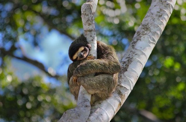 FOTO Cele mai leneșe animale din lume. Unele pot dormi mai mult de 20 de ore pe zi