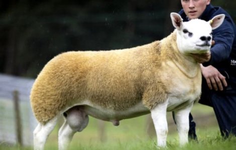 VIDEO Cea mai scumpă oaie din lume a fost vândută pentru 368.000 de lire