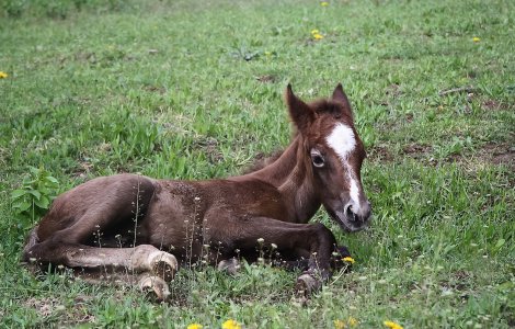 Situație șocantă în Franța! Au fost raportate zeci de atacuri ritualice macabre
