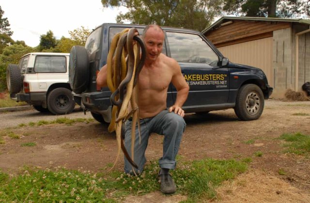 Efectul neobișnuit al coronavirusului: s-au înmulțit îngrijorător șerpii în Australia