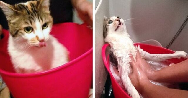  Top  10 imagini care demonstrează că animalele și apa nu sunt cei mai buni prieteni