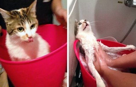  Top  10 imagini care demonstrează că animalele și apa nu sunt cei mai buni prieteni