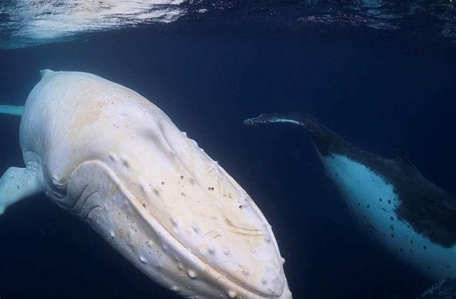 FOTO Probabil singura balenă cu cocoașă de culoare albă. Zici că e făcută pe calculator