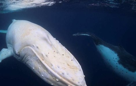 FOTO Probabil singura balenă cu cocoașă de culoare albă. Zici că e făcută pe calculator