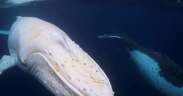 FOTO Probabil singura balenă cu cocoașă de culoare albă. Zici că e făcută pe calculator