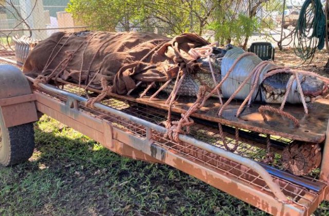 Crocodil uriaș, de peste 4 metri lungime, capturat &icirc;ntr-o zonă turistică din Australia