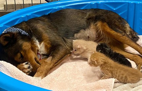 FOTO O cățelușa care și-a pierdut puii a adoptat pisicuțe orfane