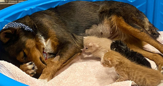 FOTO O cățelușa care și-a pierdut puii a adoptat pisicuțe orfane