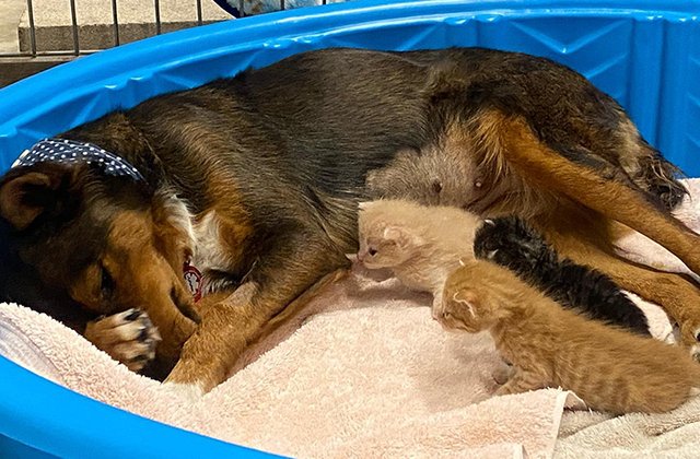 FOTO O cățelușa care și-a pierdut puii a adoptat mai multe pisicuțe orfane