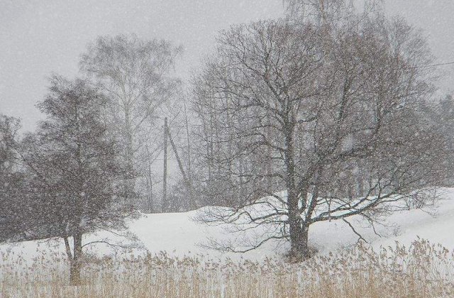 Primavara apriga: COD GALBEN de ninsori si viscol