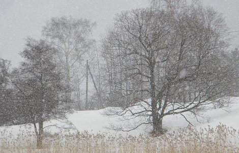 Cod galben de NINSORI si VISCOL
