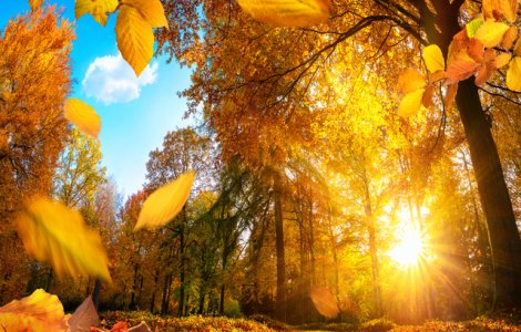  Top  10 citate despre toamnă care îți vor aminti de ce este cel mai frumos anotimp