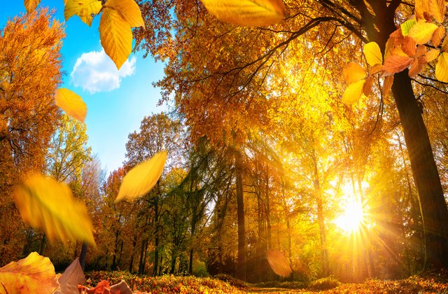 10 citate despre toamnă care îți vor aminti de ce este cel mai frumos anotimp