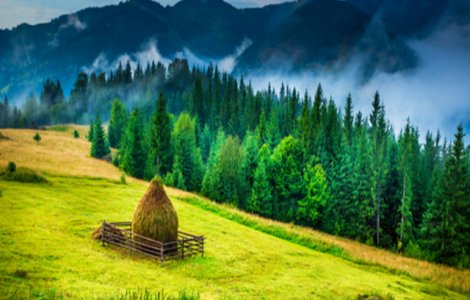 Un român s-a îmbogățit vânzând…aer. Cât cere pentru o sticlă cu aer din Carpați