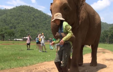 VIDEO Motivul emoționant pentru care acest elefant împinge vizitatorii
