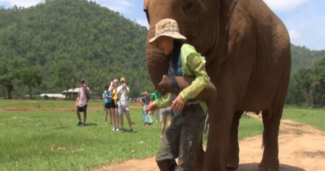 VIDEO Motivul emoționant pentru care acest elefant împinge vizitatorii