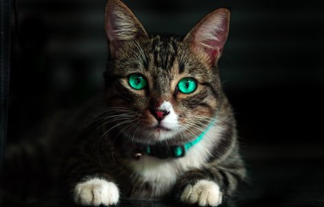 Cum alegi hrana potrivită pentru pisicile cu stomac sensibil