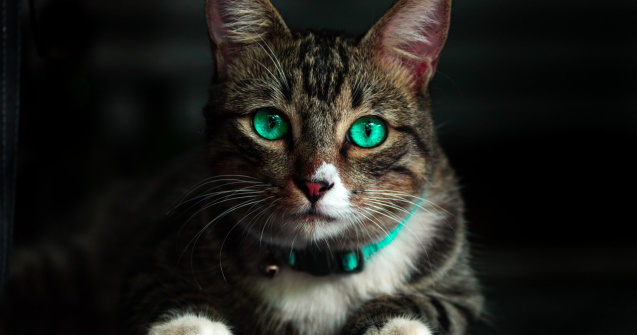 Cum alegi hrana potrivită pentru pisicile cu stomac sensibil