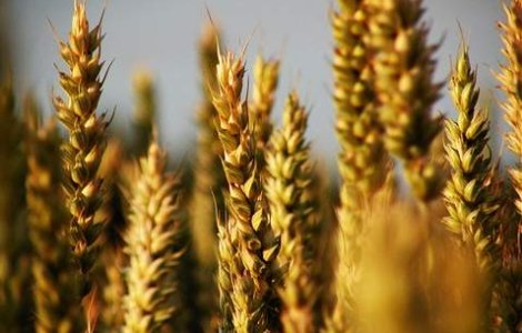 Botanistii britanici au alcatuit prima &#39;banca de seminte&#39; a planetei