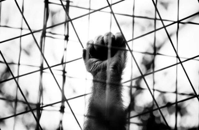 Starea mizera a gradinilor zoologice din Romania atrage atentia UE. Ne pasc sanctiunile!