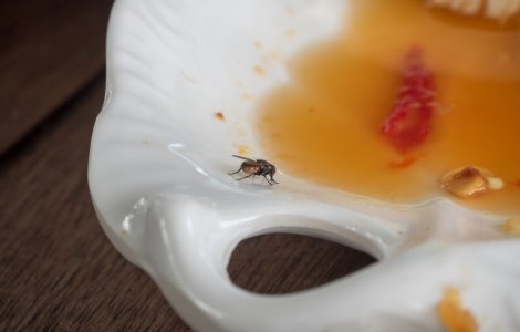 Un bărbat şi-a aruncat în aer locuinţa, în timp ce încerca să omoare o muscă