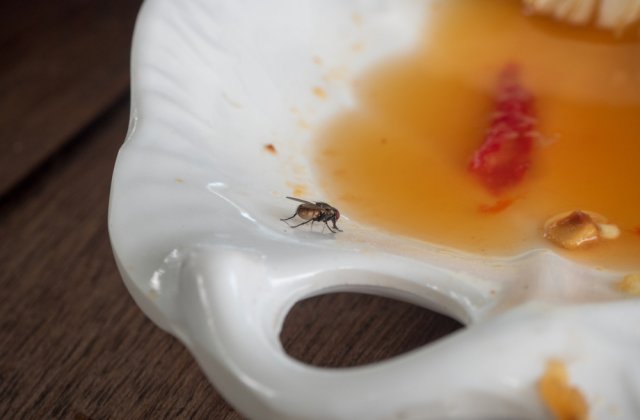 Un bărbat şi-a aruncat în aer locuinţa, în timp ce încerca să omoare o muscă