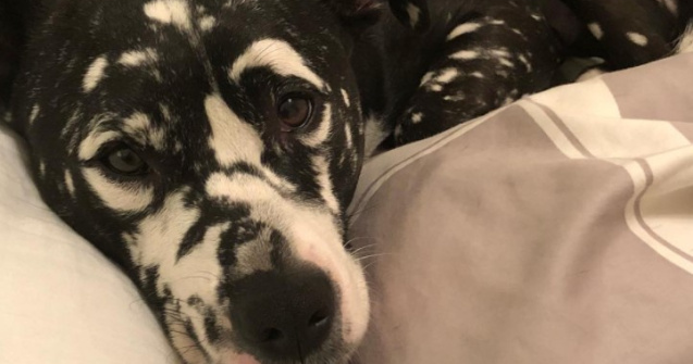  Top  FOTO 15 animale cu vitiligo care te vor face să zâmbești