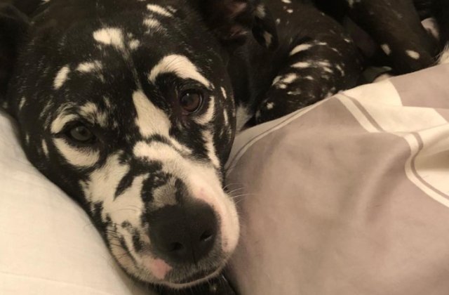 FOTO 15 animale cu vitiligo care te vor face să zâmbești