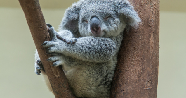 Urșii koala au provocat un război politic în Australia