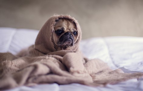  Top  7 semne că animalul tău de companie are febră