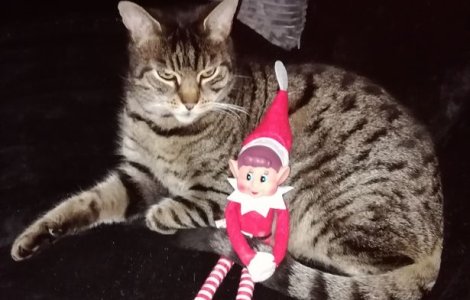 VIDEO Un motan a fost salvat dintr-un container, după ce a stat blocat două luni