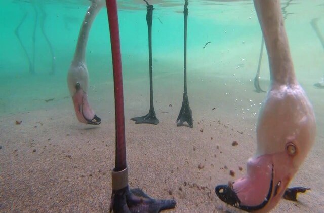 VIDEO Te-ai întrebat vreodată cum mănâncă o pasăre flamingo? Acum ai răspunsul