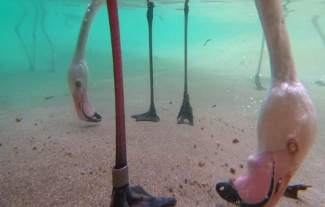 VIDEO Te-ai întrebat vreodată cum mănâncă o pasăre flamingo? Acum ai răspunsul