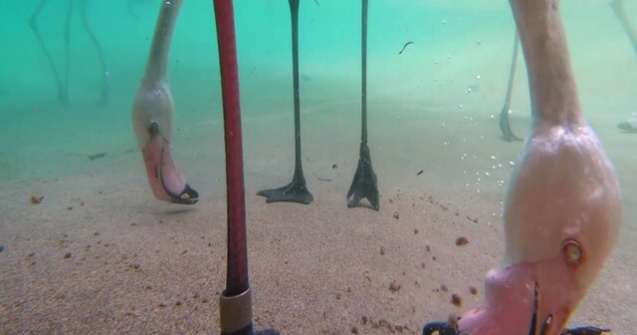 VIDEO Te-ai întrebat vreodată cum mănâncă o pasăre flamingo? Acum ai răspunsul