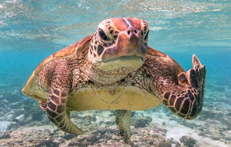  Top  NU e Photoshop! Cele mai amuzante fotografii cu animale din 2020