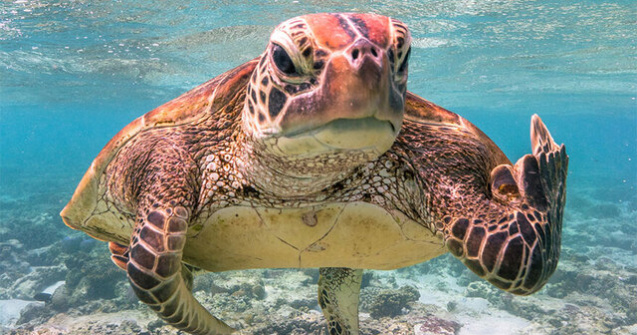  Top  NU e Photoshop! Cele mai amuzante fotografii cu animale din 2020