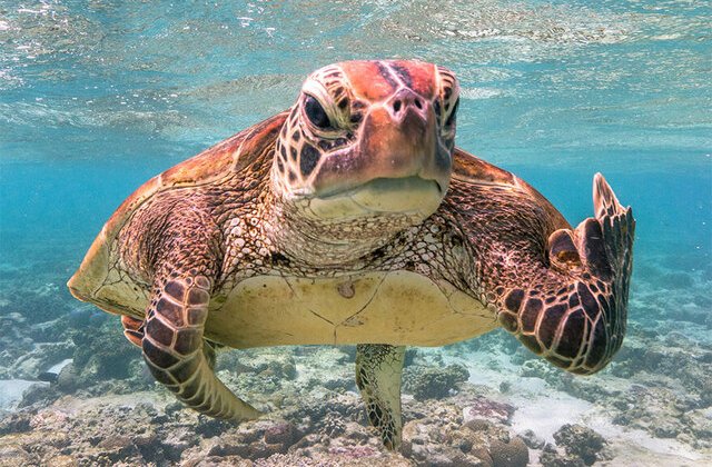 NU e Photoshop! Cele mai amuzante fotografii cu animale din 2020