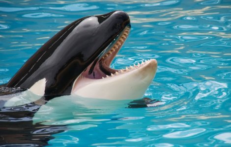 Balenele ucigașe au "orchestrat" atacuri asupra bărcilor din Spania