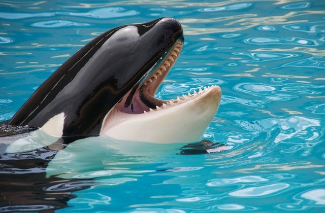 VIDEO Balenele ucigașe au "orchestrat" atacuri asupra bărcilor din largul coastelor Spaniei. "Au lovit ca un baros"