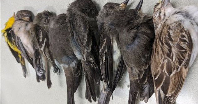 VIDEO Sute de mii de păsări mor subit în New Mexico