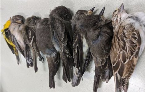 VIDEO Sute de mii de păsări mor subit în New Mexico