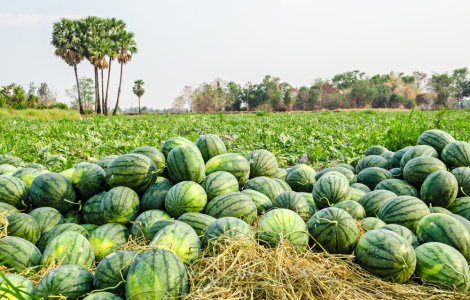 Trei tinere au reușit să fure 635 de kilograme de pepeni din grădina unui bărbat